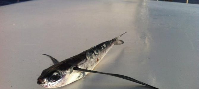 Neuseeland bis Fidschi 14.06. – 07.07.2016 1889 Seemeilen Neuseeland bis Fidschi 14.06. – 07.07.2016 1889 Seemeilen